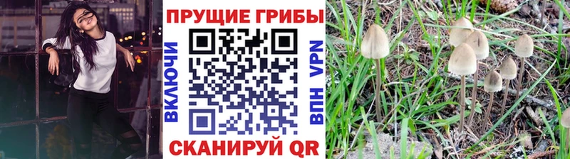Галлюциногенные грибы прущие грибы  Щёлкино 